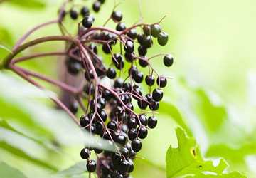 14 Health Benefits of Elderberry
